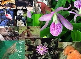 NatuRaleza ReaL