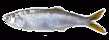    Anchoa