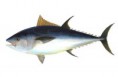 /album/fotogaleria/atun-jpg/