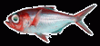 /album/fotogaleria/alfonsino-gif/