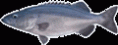 /album/fotogaleria/bacalao-gif/