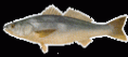 /album/fotogaleria/corvina-gif/