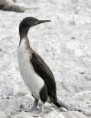 /album/terrestres/guanay-cormorant7102-jpg/