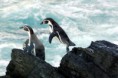 /album/terrestres/pinguinos-jpg/