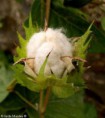 /album/plantas-tradicionales/algodon1-jpg/
