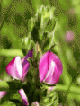 /album/plantas-tradicionales/flo-gif/