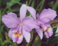 /album/plantas-tradicionales/cattleya-gaskelliana-jpg/