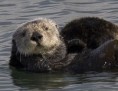 /album/terrestres/a250px-sea-otter-cropped-jpg/