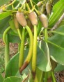 /album/plantas-tradicionales/starr-050902-4333-rhizophora-mangle-2-jpg/